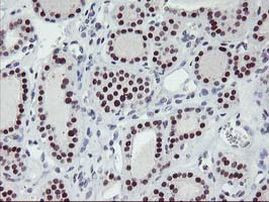 ANKRD53 Antibody in Immunohistochemistry (Paraffin) (IHC (P))