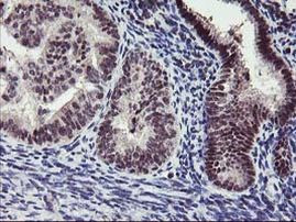 ANKRD53 Antibody in Immunohistochemistry (Paraffin) (IHC (P))