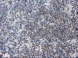 ANKRD53 Antibody in Immunohistochemistry (Paraffin) (IHC (P))