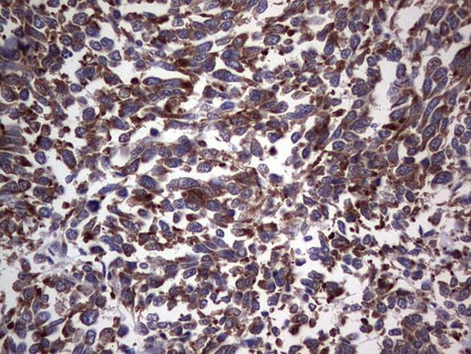 ANO1 Antibody in Immunohistochemistry (Paraffin) (IHC (P))