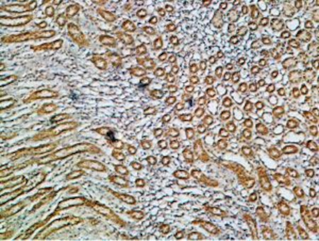 Alpha 1 Na+/K+ ATPase Antibody in Immunohistochemistry (Paraffin) (IHC (P))