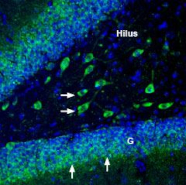 Alpha 3 Na+/K+ ATPase Antibody in Immunohistochemistry (Frozen) (IHC (F))