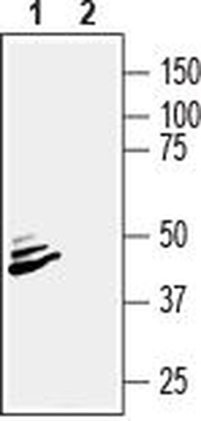 Beta 2 Na+/K+ ATPase (extracellular) Antibody in Western Blot (WB)