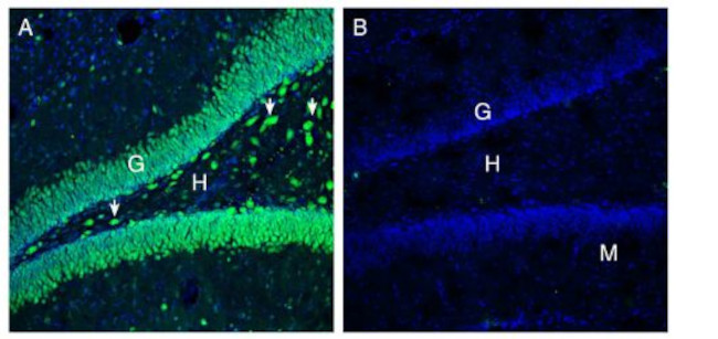 ATP1B3 (extracellular) Antibody in Immunohistochemistry (Frozen) (IHC (F))