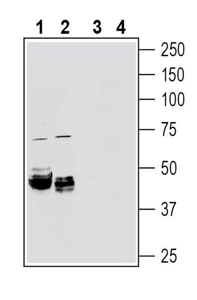 Beta 1 Na+/K+ ATPase (extracellular) Antibody in Western Blot (WB)