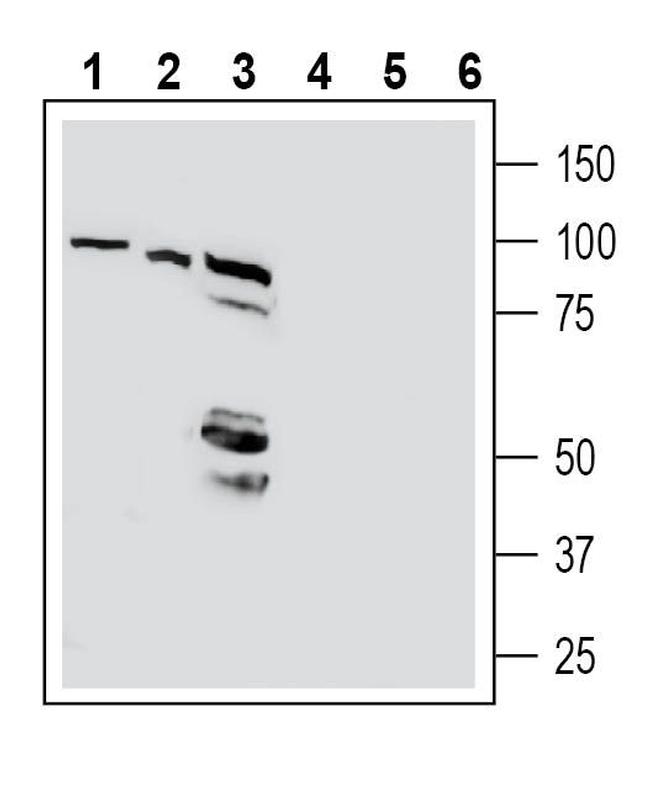 Beta 1 Na+/K+ ATPase (extracellular) Antibody in Western Blot (WB)