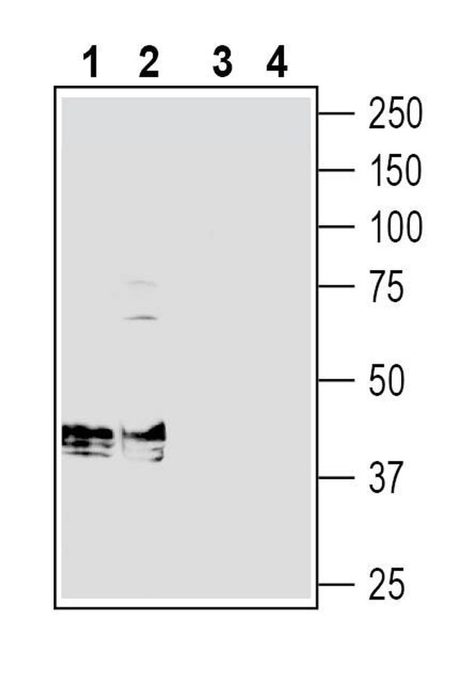 Beta 1 Na+/K+ ATPase (extracellular) Antibody in Western Blot (WB)