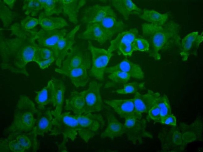 CD13 Antibody in Immunocytochemistry (ICC/IF)