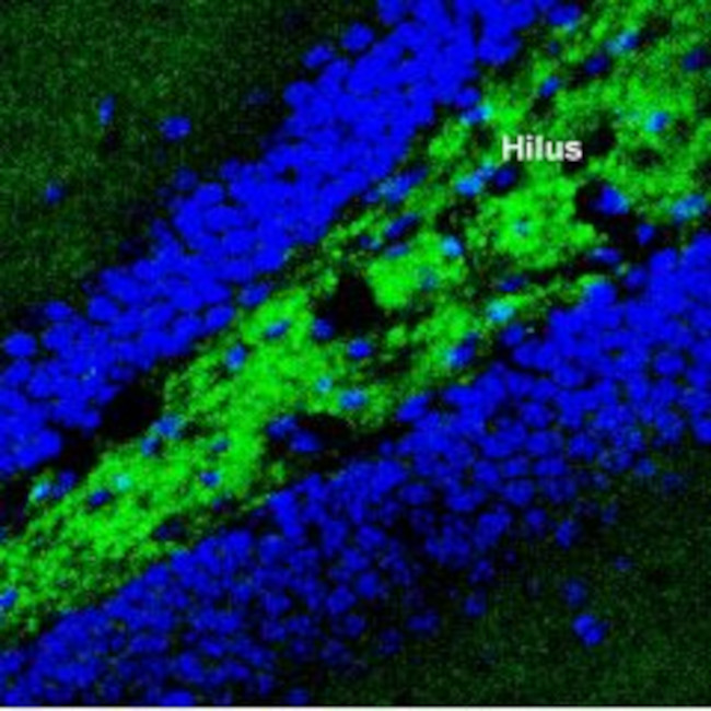 Synaptotagmin-1 (SYT1) Antibody in Immunohistochemistry (Frozen) (IHC (F))