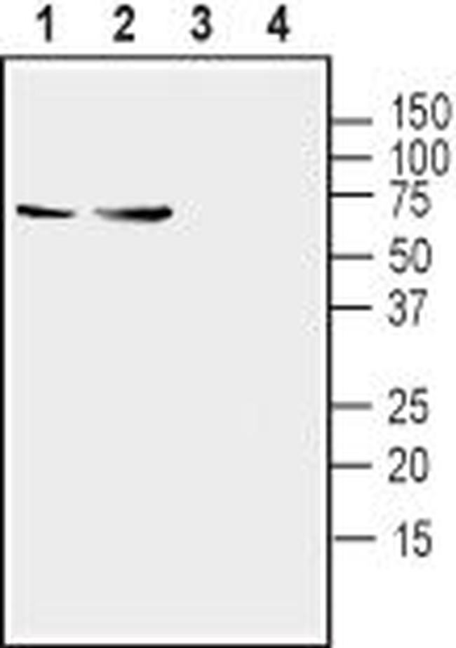 Synaptotagmin-1 (SYT1) Antibody in Western Blot (WB)