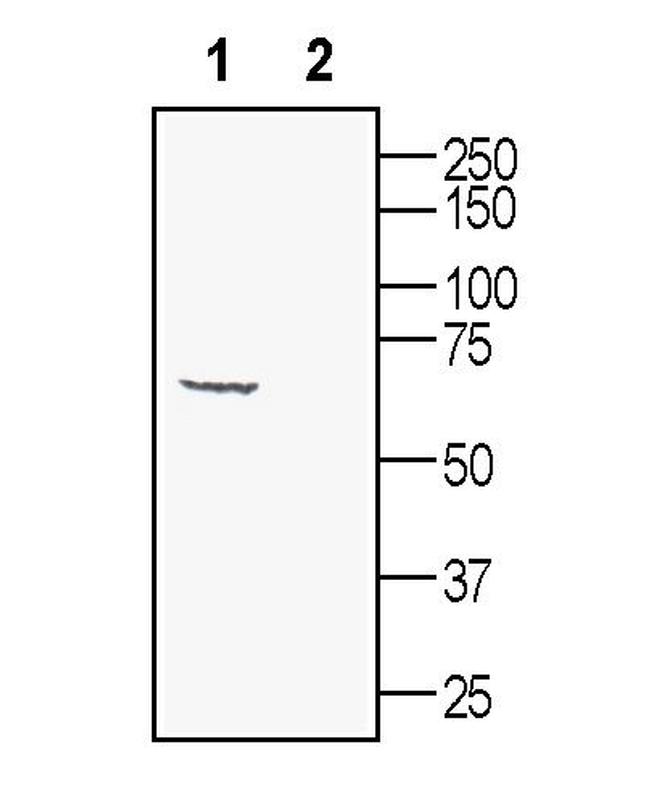 Synaptotagmin-1 (SYT1) Antibody in Western Blot (WB)