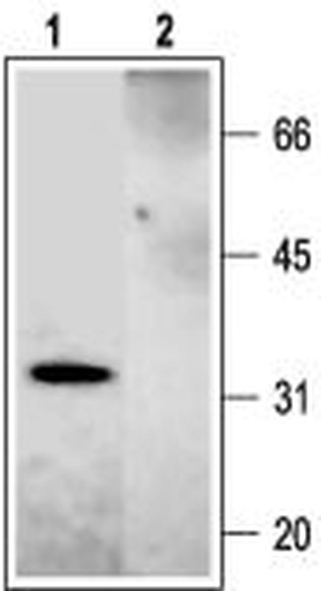 Syntaxin 2 Antibody in Western Blot (WB)