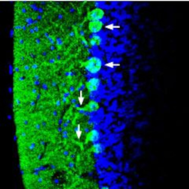 Synapsin I (SYN1) Antibody in Immunohistochemistry (Frozen) (IHC (F))