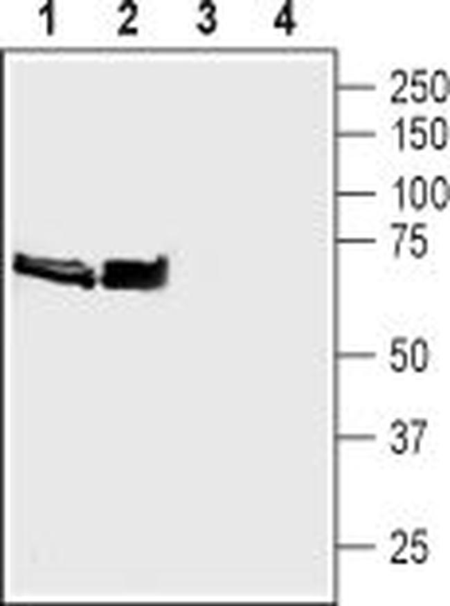 Synapsin I (SYN1) Antibody in Western Blot (WB)