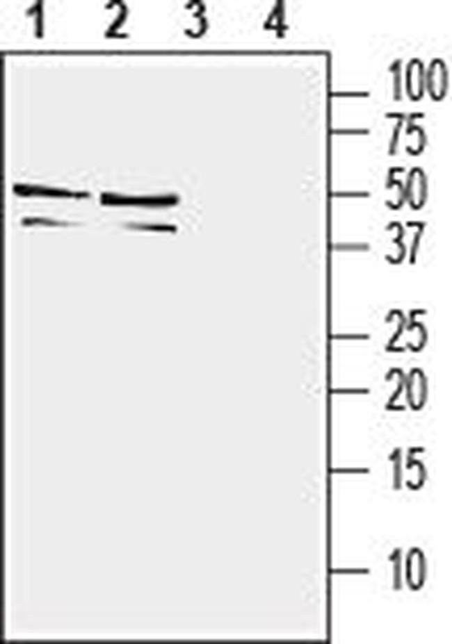 TREM2 (extracellular) Antibody in Western Blot (WB)