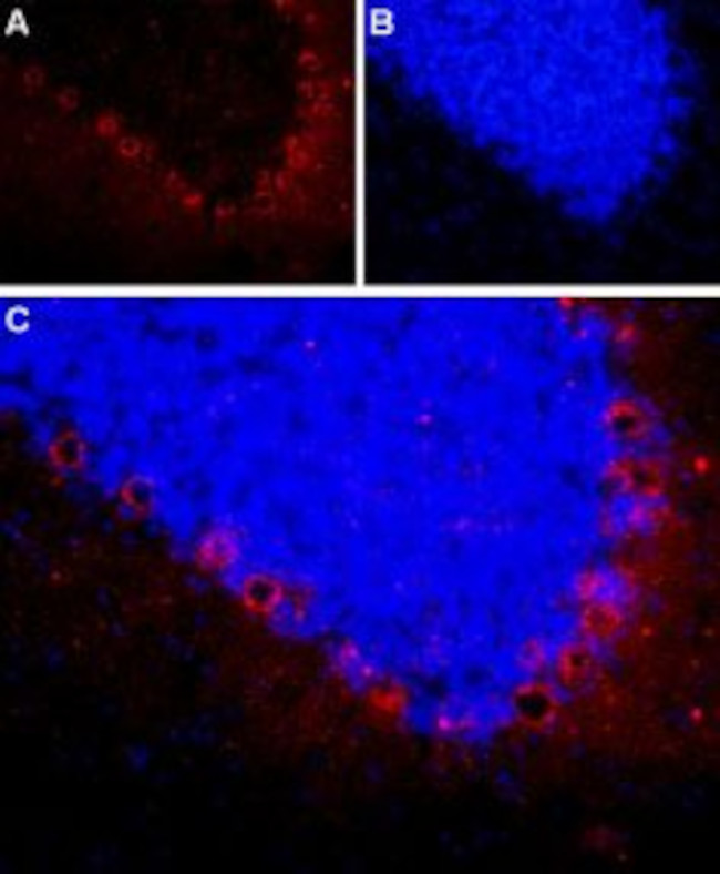 NPY2R Antibody in Immunohistochemistry (Frozen) (IHC (F))