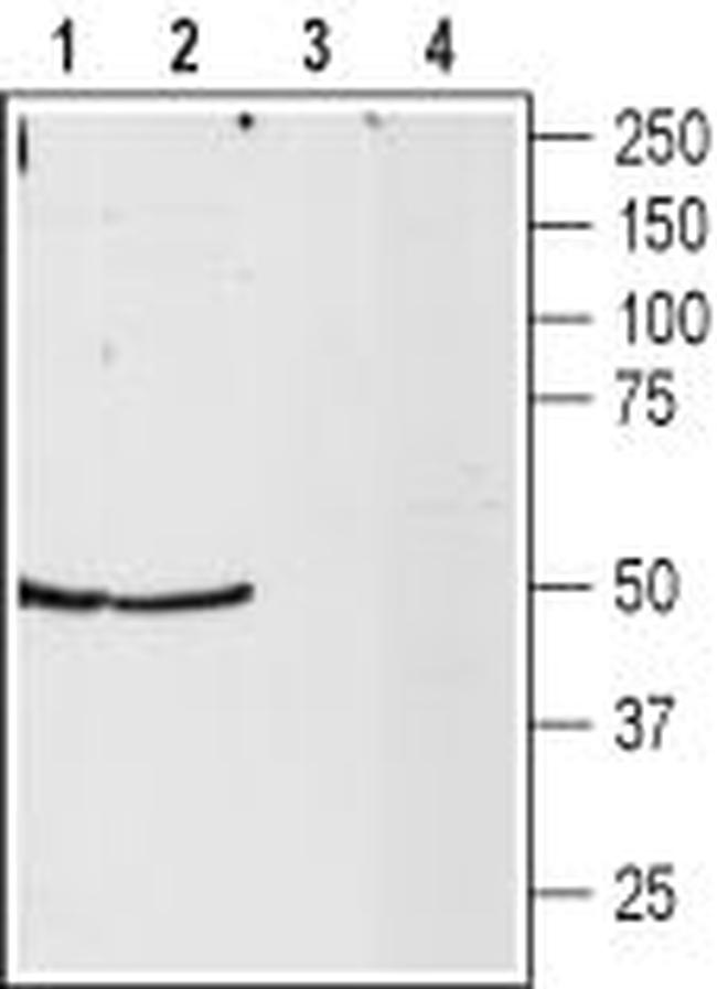 NPY2R Antibody in Western Blot (WB)