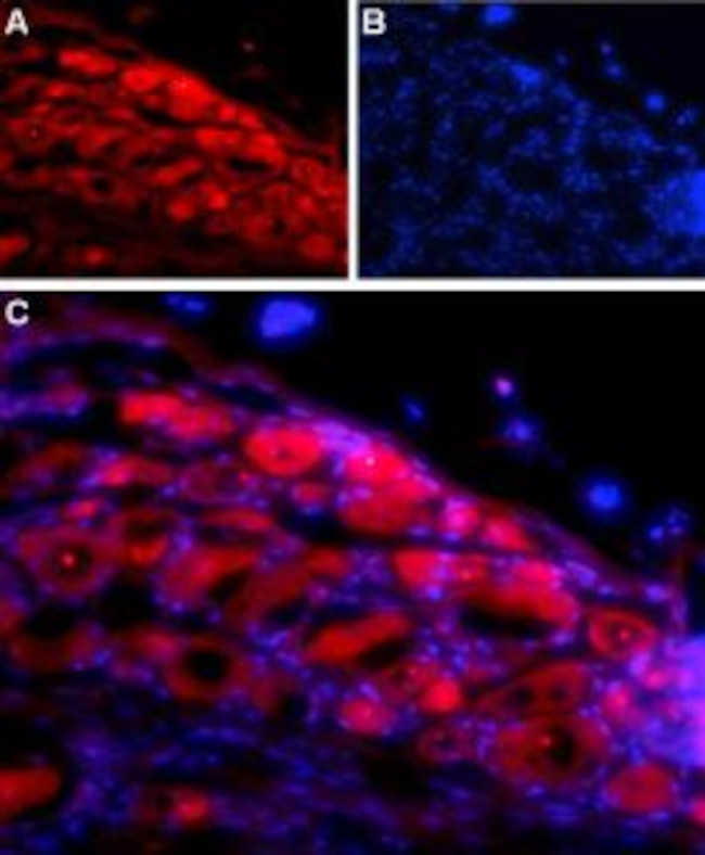 Neuroligin 1 (extracellular) Antibody in Immunohistochemistry (Frozen) (IHC (F))