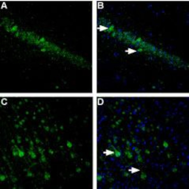 Neuroligin 1 (extracellular) Antibody in Immunohistochemistry (Frozen) (IHC (F))