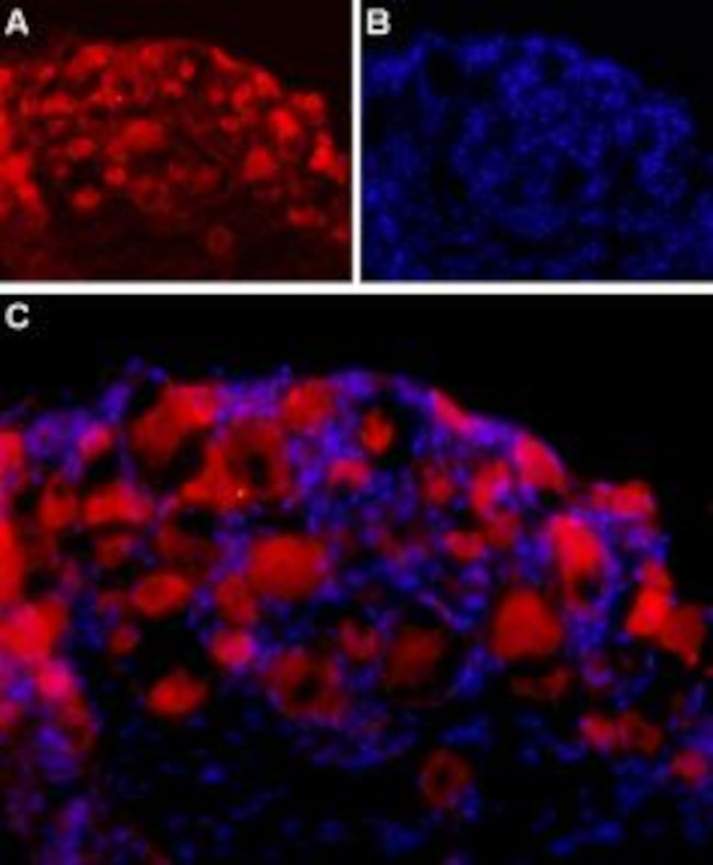 Neuroligin 2 (extracellular) Antibody in Immunohistochemistry (IHC)