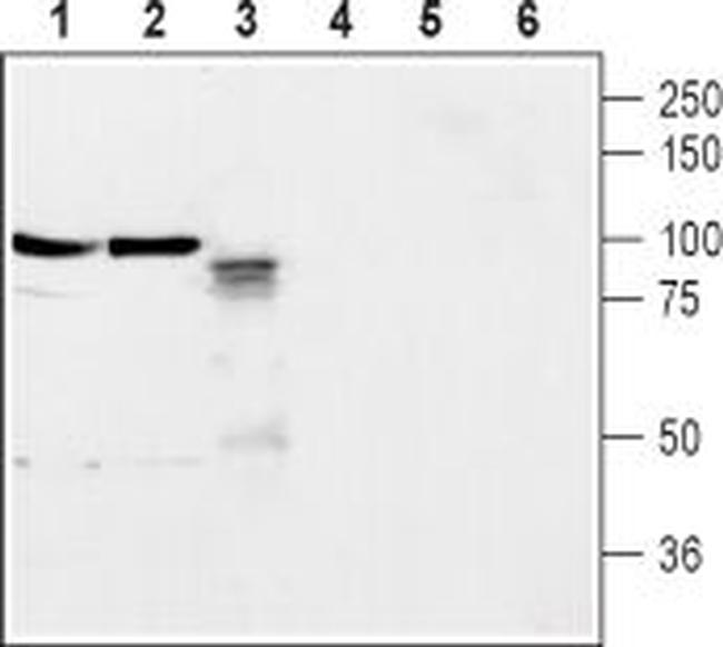 Neuroligin 2 (extracellular) Antibody in Western Blot (WB)