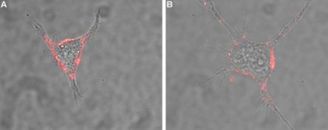 CD56/NCAM1 (extracellular) Antibody in Immunocytochemistry (ICC/IF)