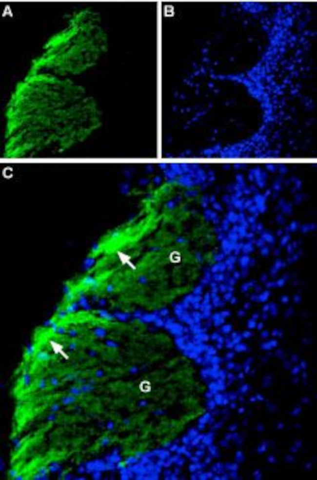 CD56/NCAM1 (extracellular) Antibody in Immunohistochemistry (Frozen) (IHC (F))