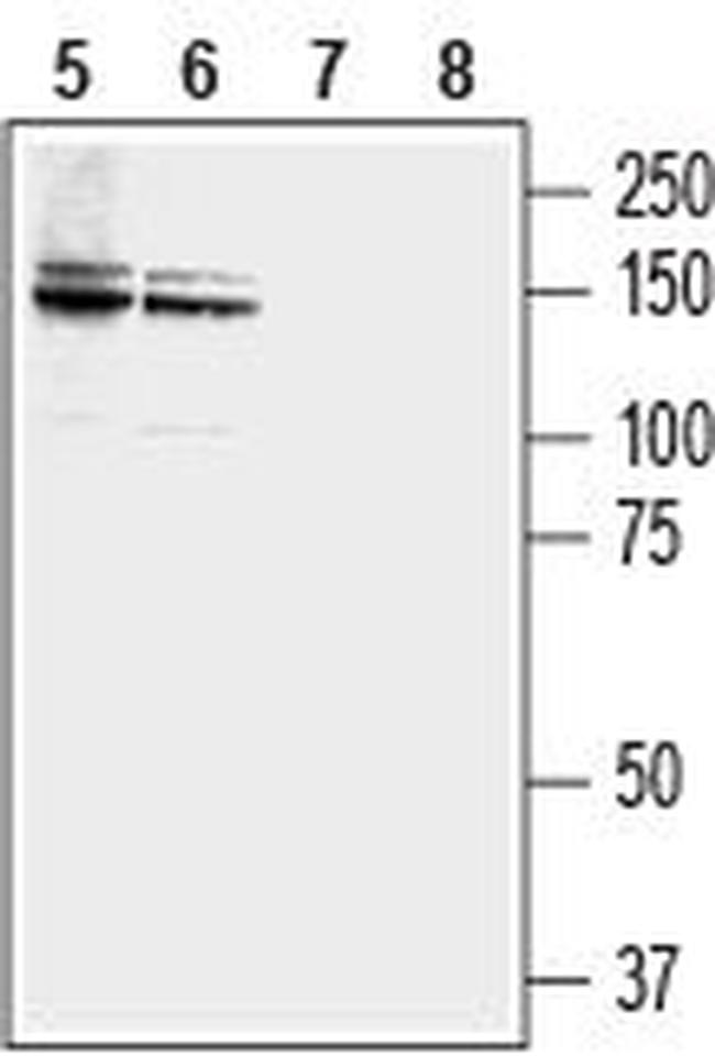 NCAM2 (extracellular) Antibody in Western Blot (WB)