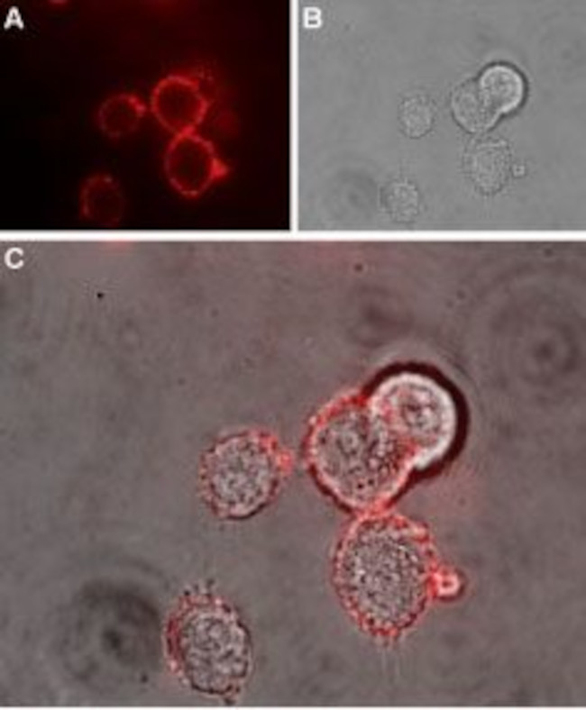 Nectin-1/PVRL1 (extracellular) Antibody in Immunocytochemistry (ICC/IF)