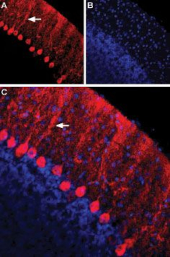 Nectin-1/PVRL1 (extracellular) Antibody in Immunohistochemistry (Frozen) (IHC (F))