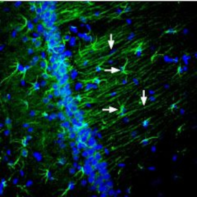 Nectin-2/PVRL2 (extracellular) Antibody in Immunohistochemistry (Frozen) (IHC (F))