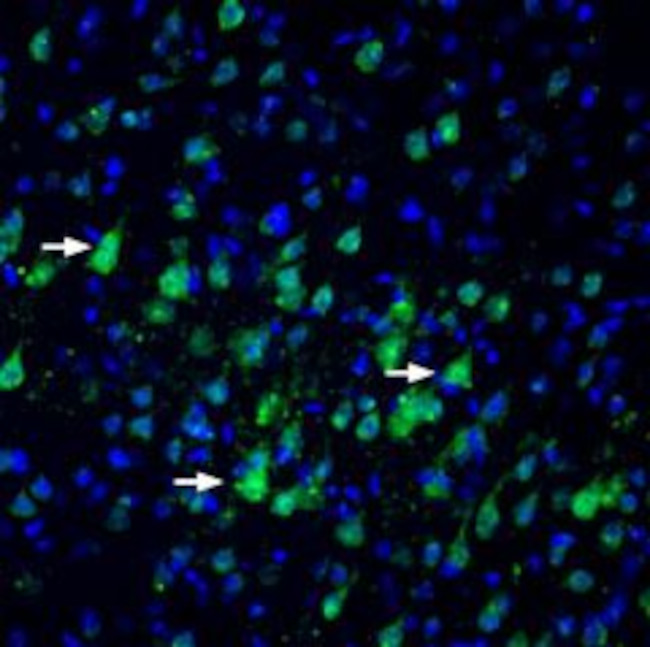 Nectin-3/PVRL3 (extracellular) Antibody in Immunohistochemistry (Frozen) (IHC (F))