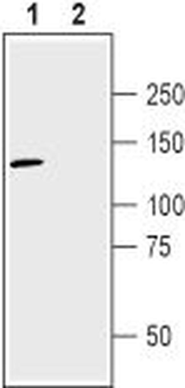 Neuropilin-2 (NRP2) (extracellular) Antibody in Western Blot (WB)