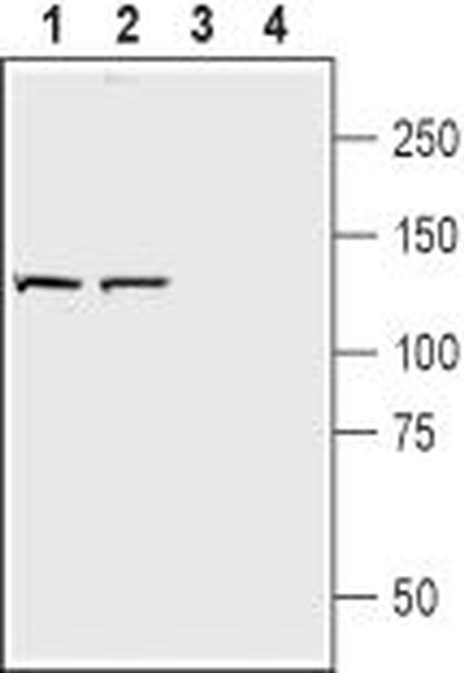 Neuropilin-2 (NRP2) (extracellular) Antibody in Western Blot (WB)
