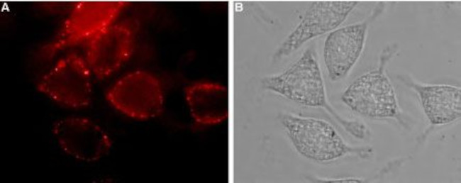 Neuropilin-1 (NRP1) (extracellular) Antibody in Immunocytochemistry (ICC/IF)