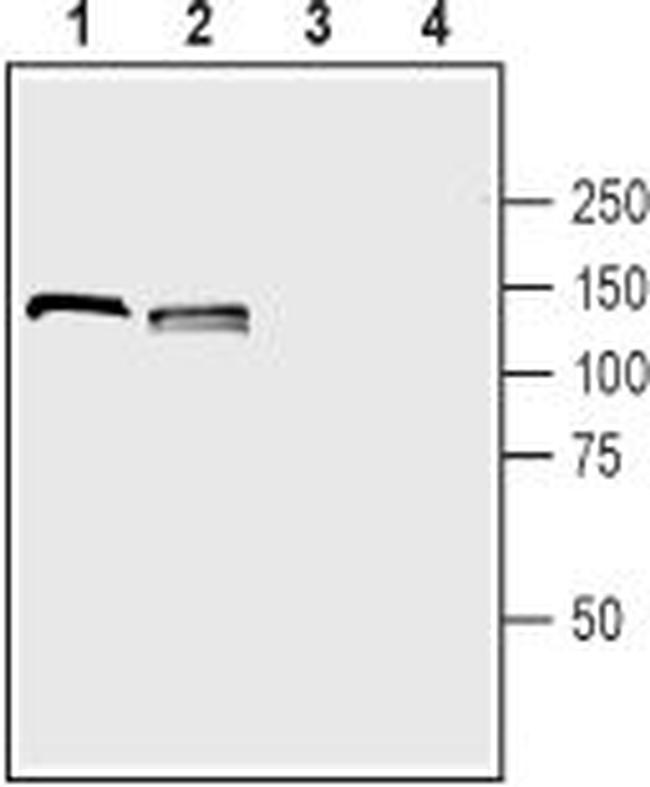 Neuropilin-1 (NRP1) (extracellular) Antibody in Western Blot (WB)