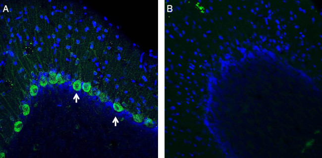 NMUR1 (extracellular) Antibody in Immunohistochemistry (Frozen) (IHC (F))