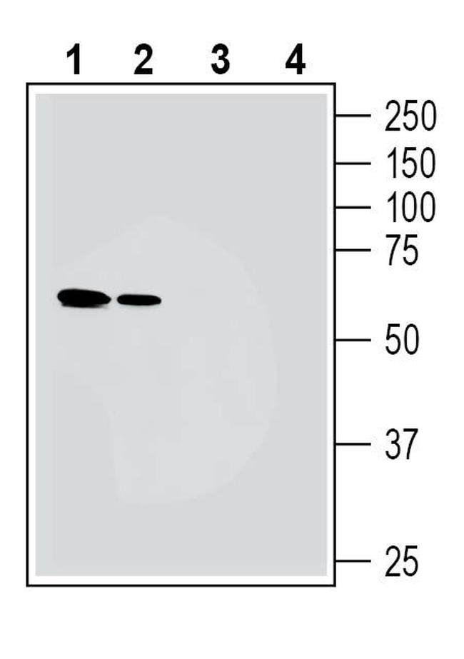 NMUR1 (extracellular) Antibody in Western Blot (WB)