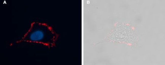 NMUR2 (extracellular) Antibody in Immunocytochemistry (ICC/IF)