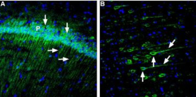 Neuroplastin (extracellular) Antibody in Immunohistochemistry (Frozen) (IHC (F))