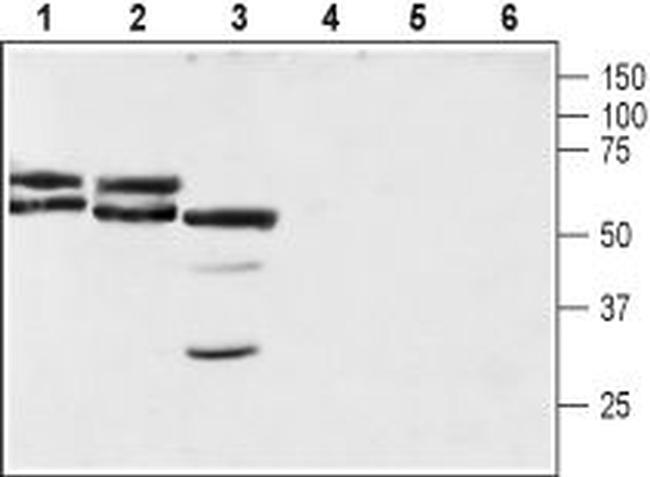 Neuroplastin (extracellular) Antibody in Western Blot (WB)