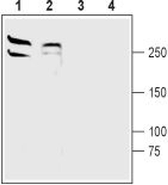 LRRK2 Antibody in Western Blot (WB)