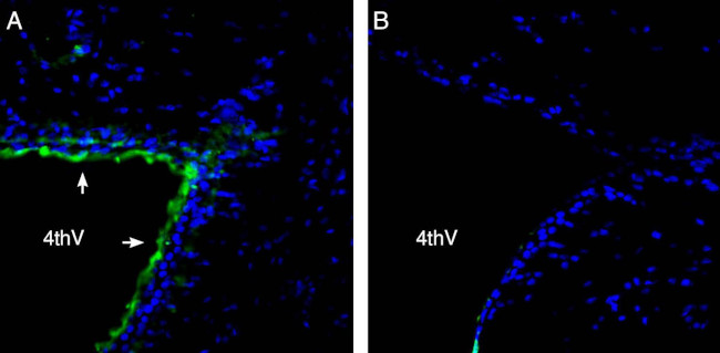 Parkin Antibody in Immunohistochemistry (Frozen) (IHC (F))