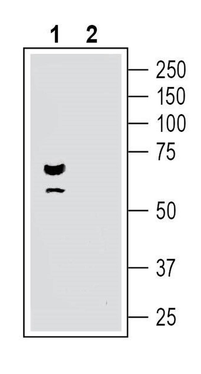 Parkin Antibody in Western Blot (WB)