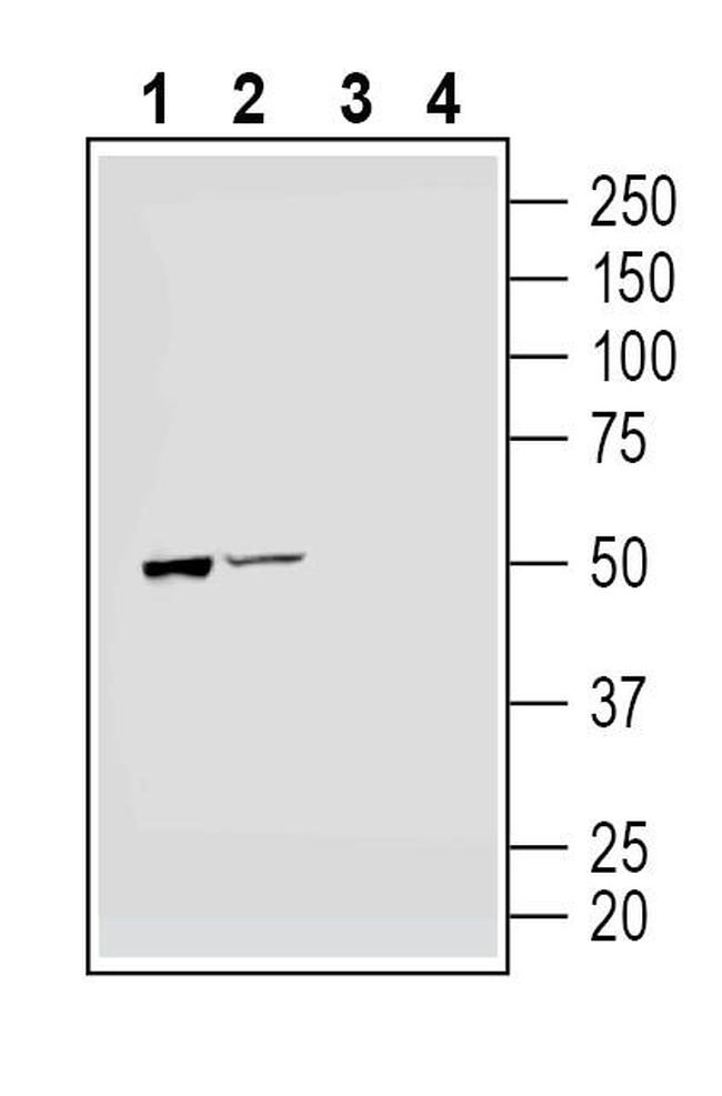 Parkin Antibody in Western Blot (WB)