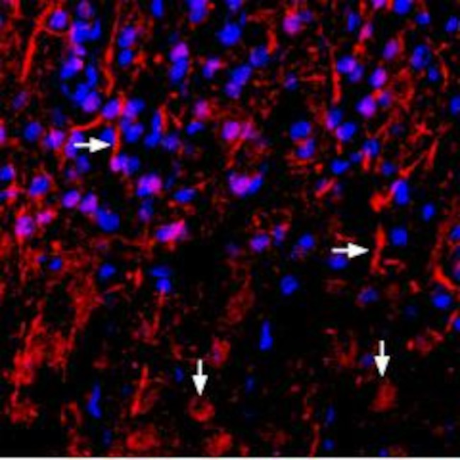 NRG1 (Neuregulin-1) (extracellular) Antibody in Immunohistochemistry (Frozen) (IHC (F))