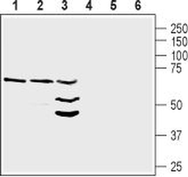 NRG1 (Neuregulin-1) (extracellular) Antibody in Western Blot (WB)