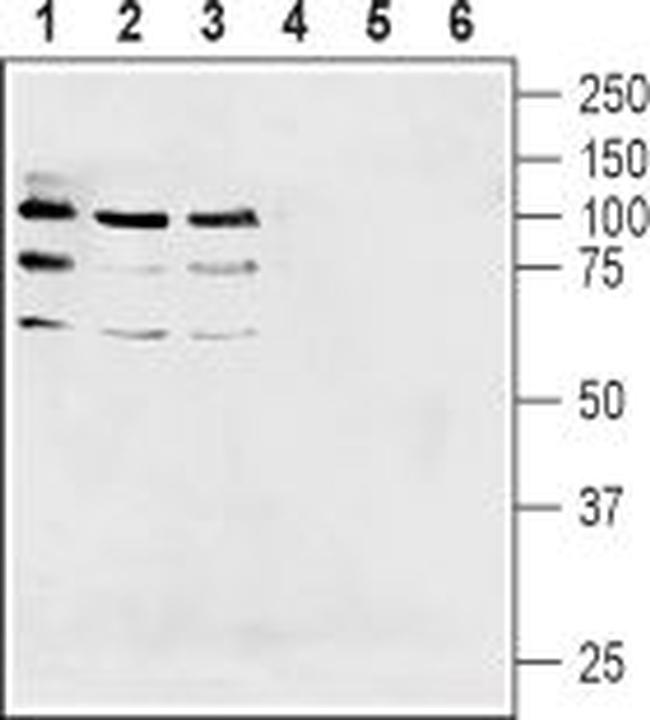 NRG1 (Neuregulin-1) (extracellular) Antibody in Western Blot (WB)