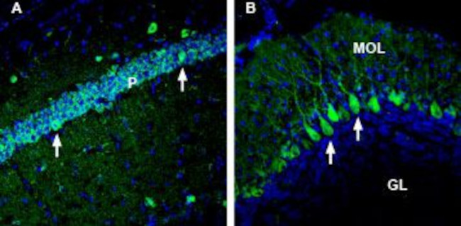 NRG2 (extracellular) Antibody in Immunohistochemistry (Frozen) (IHC (F))