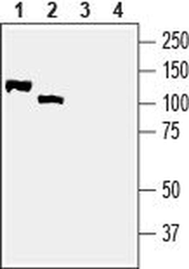 NRG2 (extracellular) Antibody in Western Blot (WB)